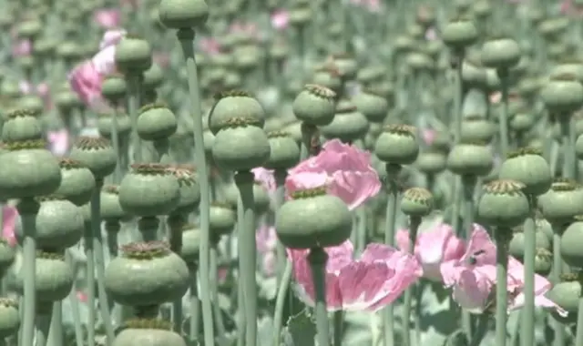 سږ کال د پاکستان په بلوچستان ایالت کې د تېر پرتله د کوکنارو په کښت کې خورا زیاتوالی راغلی دی. د وزیر اعلی په وینا، د ۲۰۲۵ کال په لومړیو اتو میاشتو کې د کوکنارو ۳۶،۱۰۹ جرېبه ځمکه له منځه وړل شوې ده.