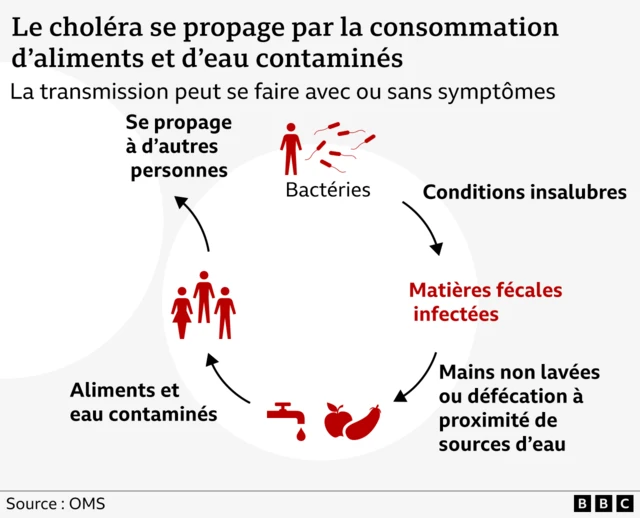 Le diagramme VisJo montre le cycle d'infection du choléra.
