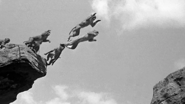 Apa yang terjadi di Monkey Hill, Kebun Binatang London tidak seperti biasanya.