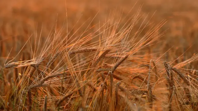 A view shows ears of barley during sunset in Krasnoyarsk Region
