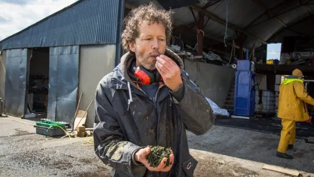 아일랜드에 있는 해조류 가공 시설에서 해초를 맛보고 있는 요스트 바우터스 '더 씨위드 컴퍼니' 설립자