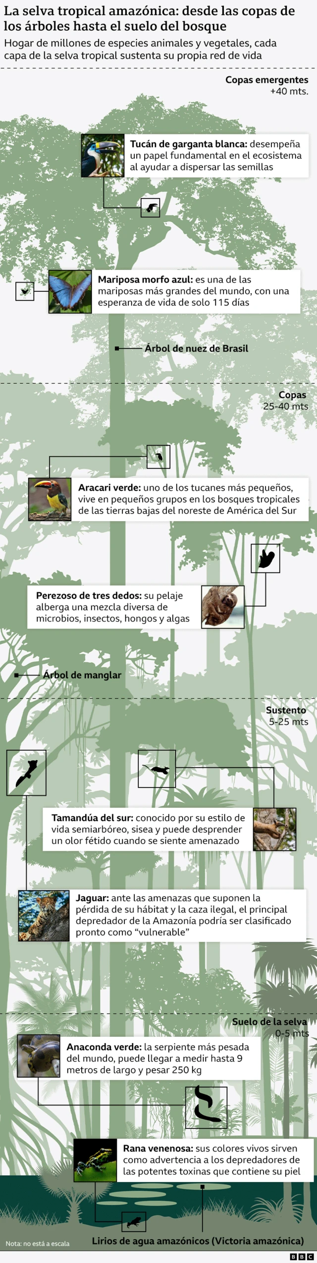 Gráfico que muestra la diversidad de flora y fauna de la selva amazónica