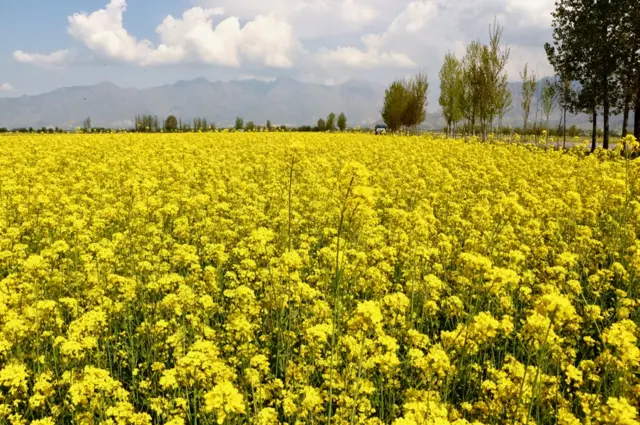 ఆవాల చెట్ల పూలు