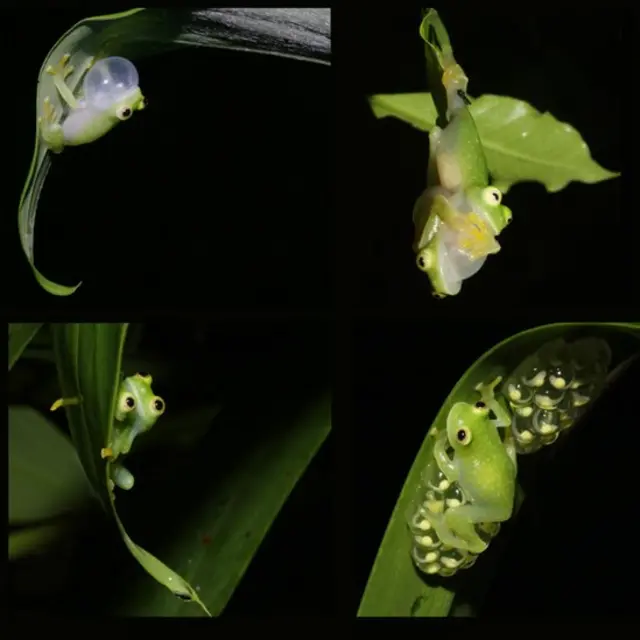 Imagenes de una rana de cristal activa