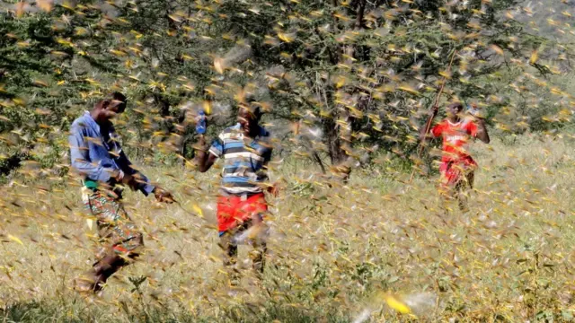 أسراب جراد منتشرة في مزرعة