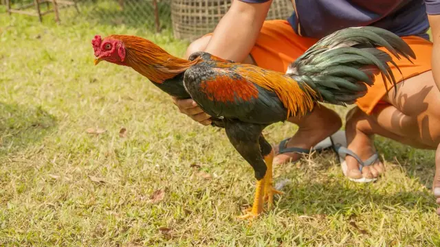 కోడితో వ్యక్తి