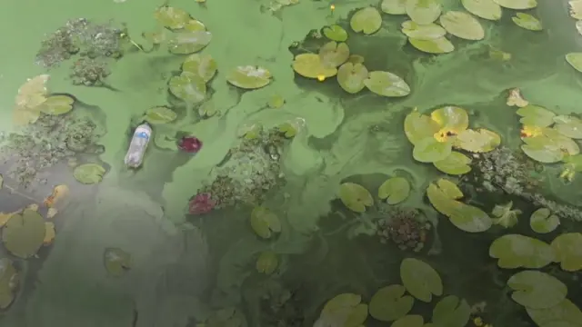 Algas verdes en el Dniéper