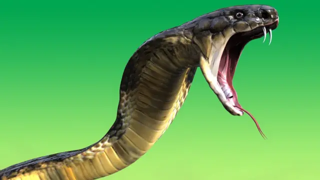 किंग कोबरा