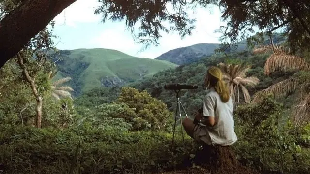 Goodall na mata africana