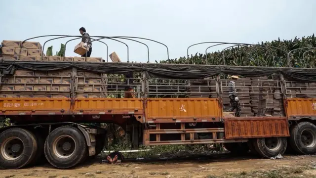 တစ်ရှူးငှက်ပျောတင်တဲ့ကား