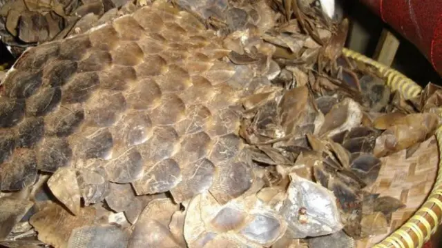 Magamba ya kakakuona