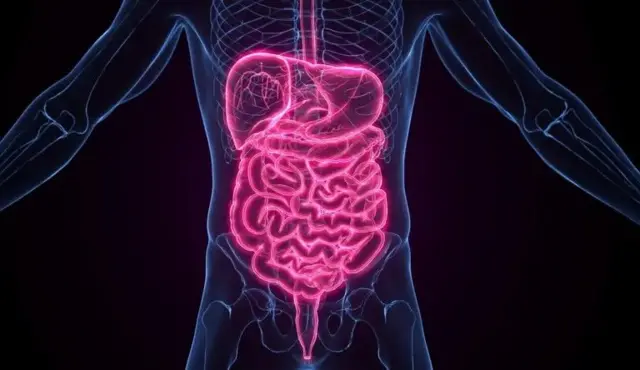 Lorsque le métabolisme est endommagé, cela entraîne des problèmes tels que l'obésité, les maladies cardiaques et d'autres troubles, notamment le diabète