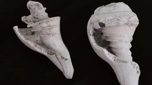 பட்டணமருதூர், பண்டைய சங்கு தொழிற்சாலை, தமிழக தொல்லியல் துறை