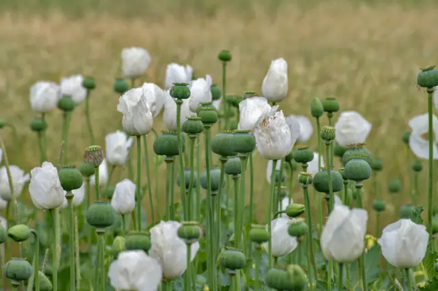 들판에 만개한 양귀비 꽃과 열매 