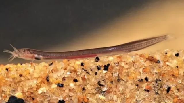 ஹாலிவுட் நட்சத்திரம்