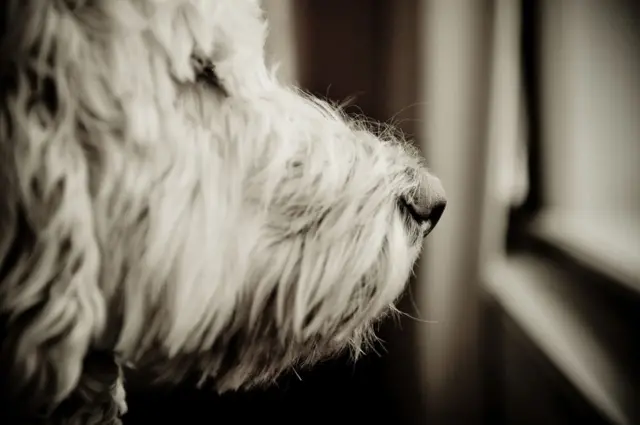 Labradoodle, retrato