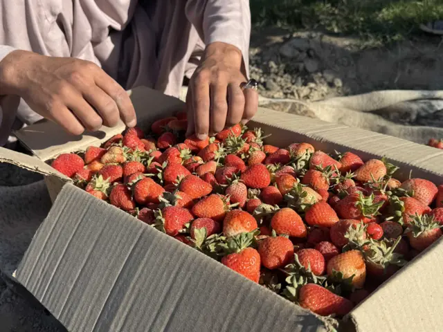 قندهار