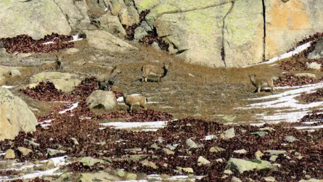 ناران