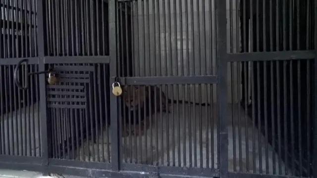 திருப்பதி உயிரியல் பூங்கா சிங்கம்