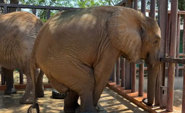 نور جہاں ہتھنی