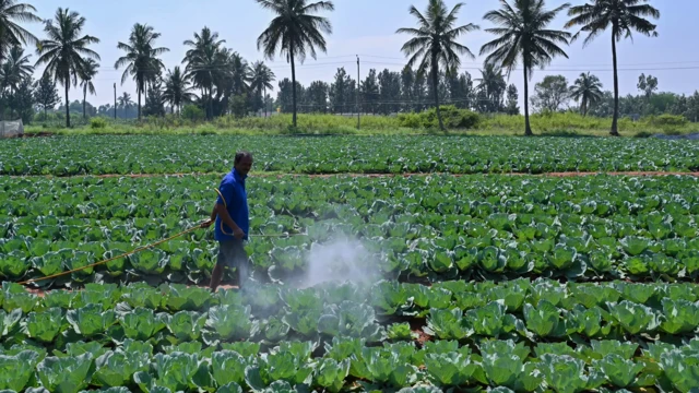 Pesticidas