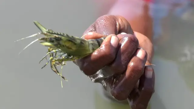 ஆபத்தை அறியாமல் கைகளால் இறால் பிடிக்கும் கடற்கரை பெண்களின் அவலம்