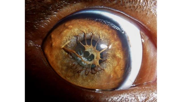 Membrana pupilar persistente hiperplásica en un perro