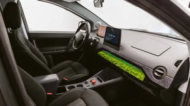 در سایون برای تهویه هوا از خزه‌ ایسلندی استفاده می‌شود