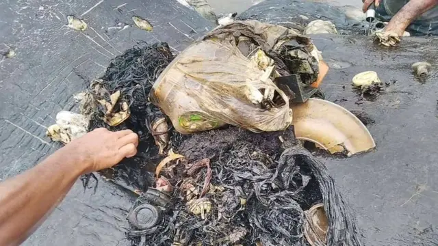 Objetos de plástico en el interior de la ballena
