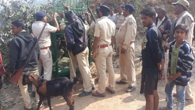 સિંહ-દીપડાના હુમલા વધ્યા