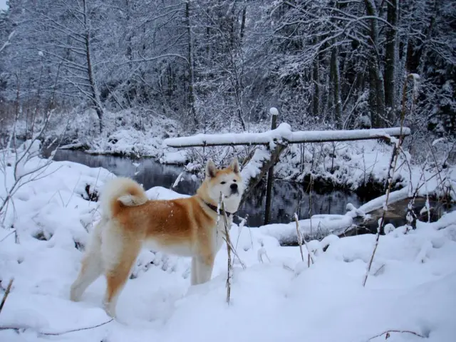 Пес в снегу