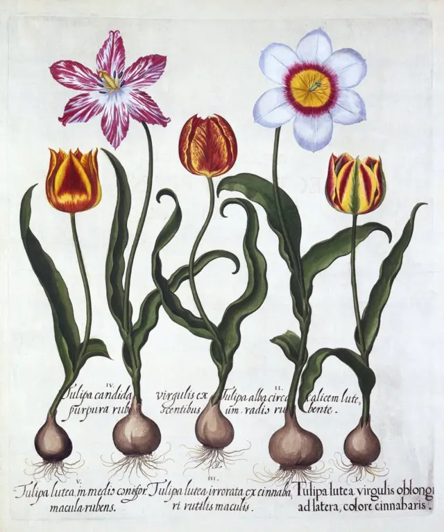 Tulipanes