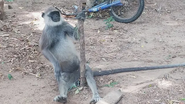 குரங்கு