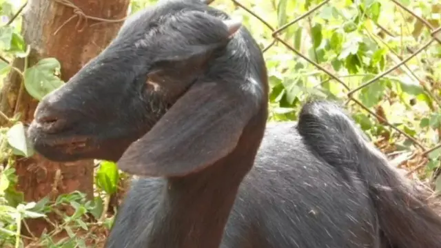 Dadka deegaanka ayaa sheegay in quraanjada ay indhaha ka weerarto xoolaha 