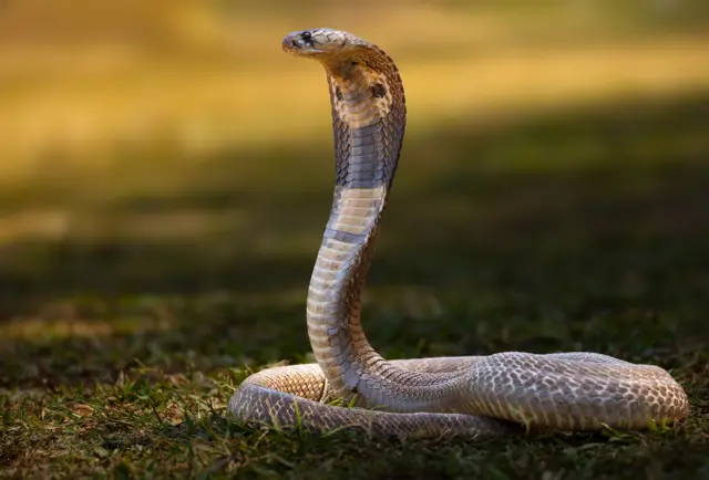 ગુજરાત, સાપ, બીબીસી ન્યૂઝ ગુજરાતી