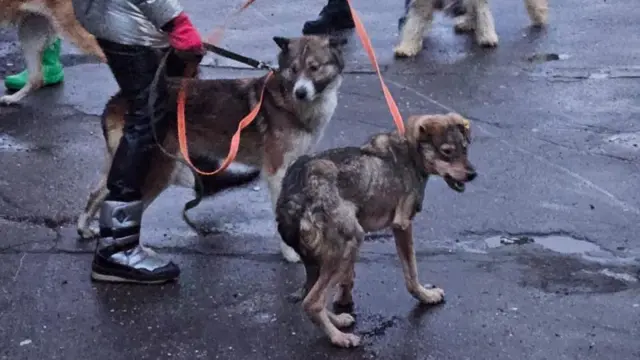 cachorro na rua