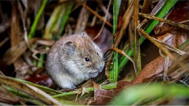 vole