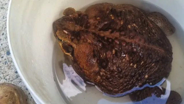 Frog in a bucket