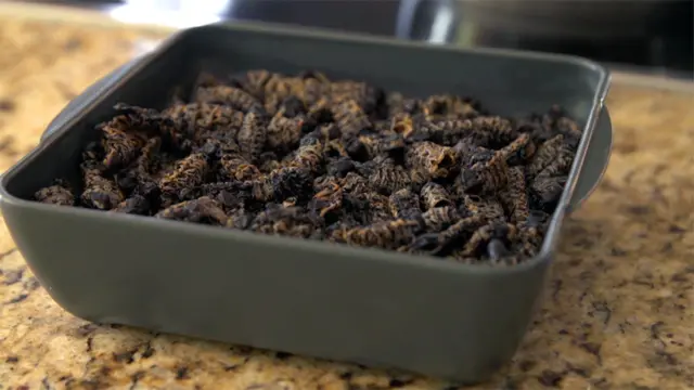 Les vers mopane sont en fait des chenilles qui se nourrissent des feuilles de l'arbre mopane