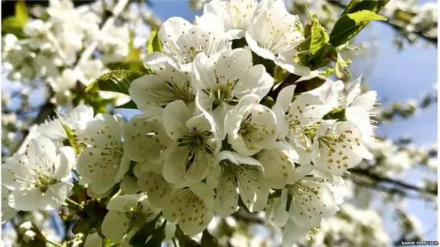 श्रीनगरच्या बादामवाडीतली झाडं