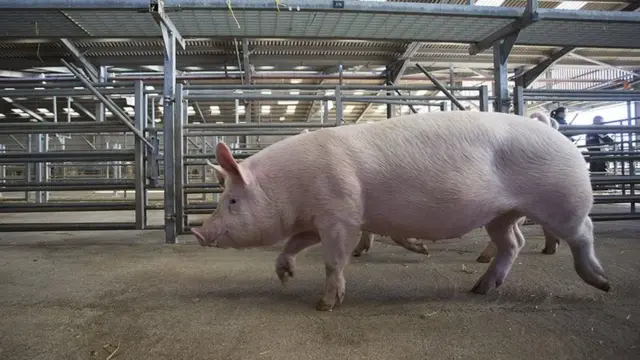 पशु मेला