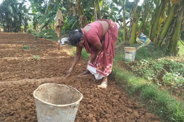 పాడైపోయిన మొక్కల్ని తీసేసి, మళ్లీ సాగుకు సిద్ధమయ్యారు రైతులు