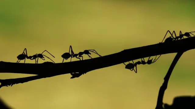 hormigas