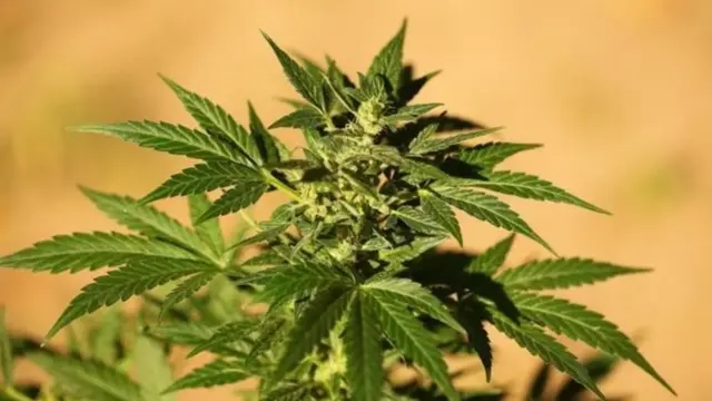 செடிகள்