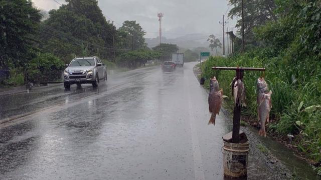 Peixes vendidos na beira da estradacomo apostar na betwaymeio a temporal