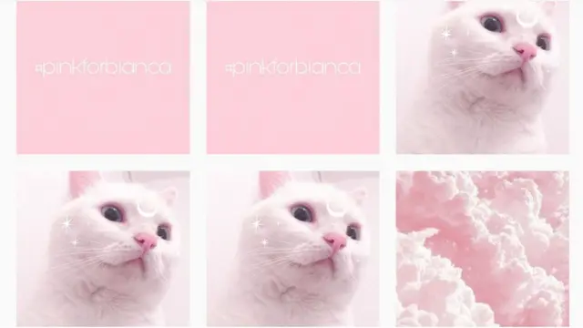 Fotosgatos com a hashtag #PinkForBianca