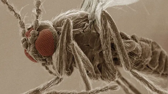 சந்திபுரா வைரஸ்