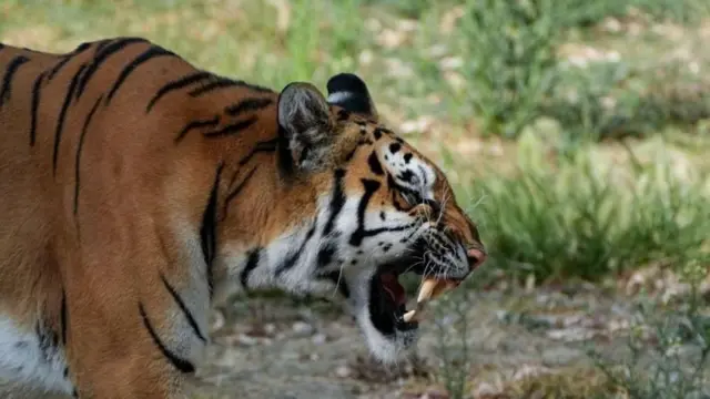 वाघ 