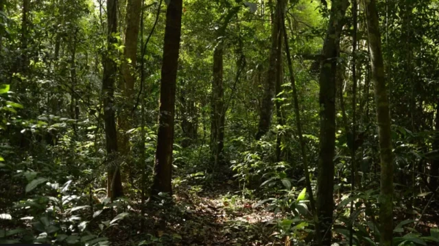 Tim penelitian mempelajari tiga hutan tropis terbesar di dunia, salah satunya terletak di Kalimantan, Indonesia.