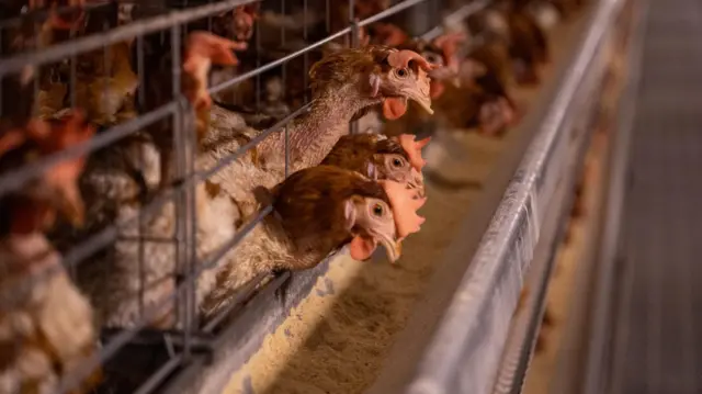 பறவை காய்ச்சல், முட்டை, கோழி இறைச்சி சாப்பிடலாமா?